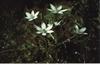 Bach Fuglem�lk (Star of Bethlehem)